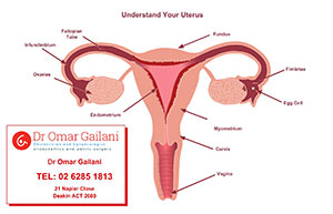 Understand your Uterus