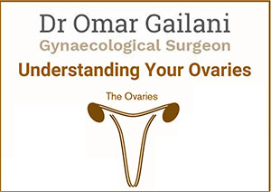 Understanding your Ovaries