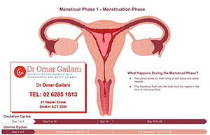 What are the phases of Menstruation