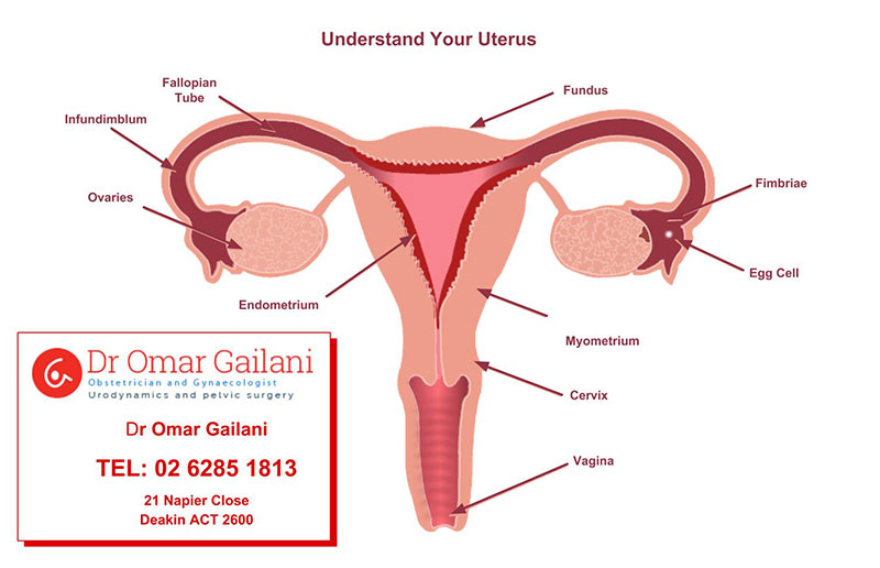 Understand your uterus