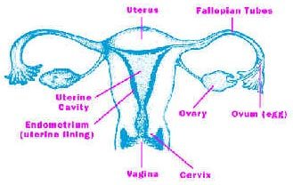 Female Reproductive Sytem
